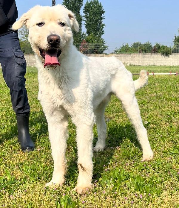 BELLE BELLISSIMO MAREMMANO Foto 7